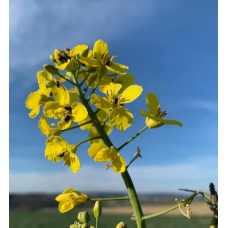 Семена рапса Семена рапса